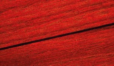Придбати Аудио-Видео SONUS FABER CHAMELEON С Optional side panels set (2 panels) Limited Edition (Homage Finish)